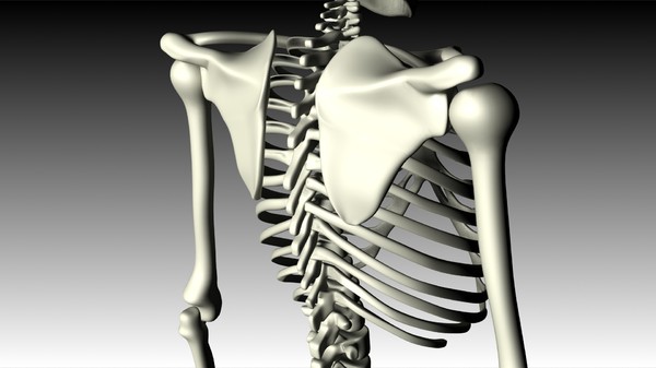 maya human skeleton - Skeleton (top) by philbert2286